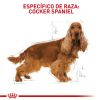 Cocker Adulto